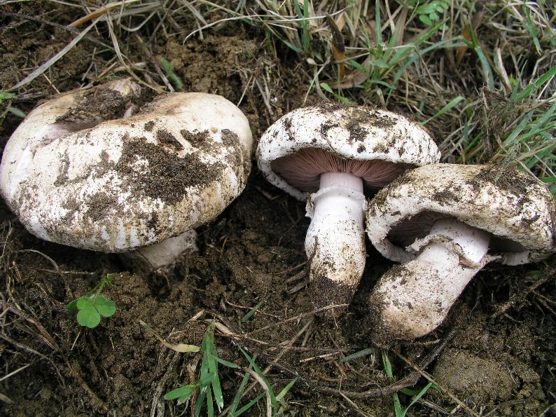 Agaricus  non comuni